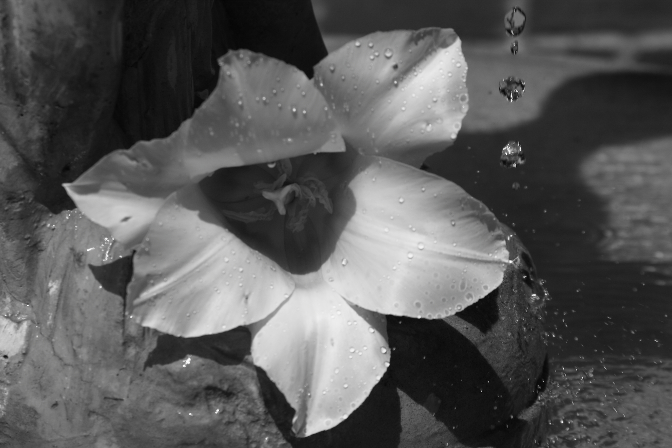 2011 05 01 IMG 29943ebw